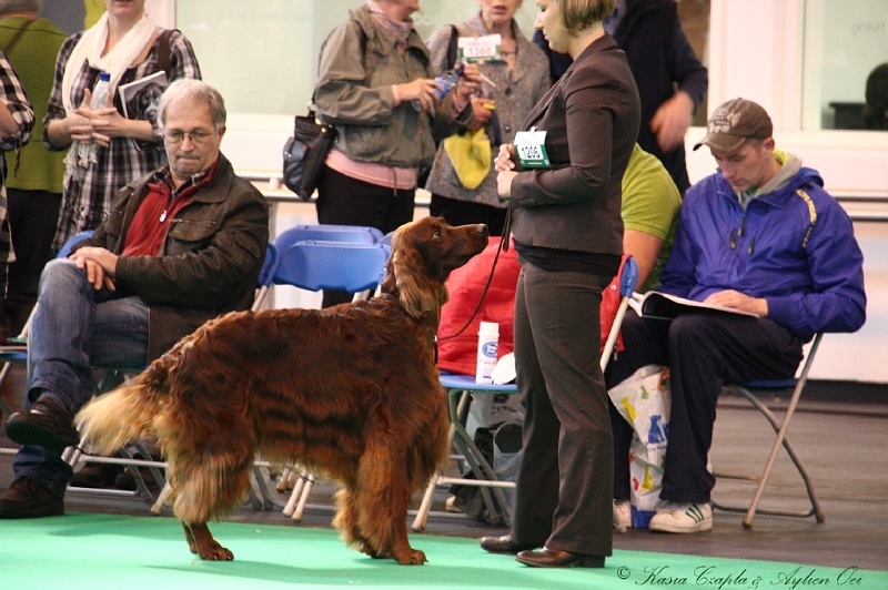 Crufts2011 374.jpg